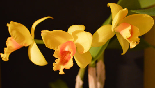 cattlea hybrid orchid with yellow flower and red center