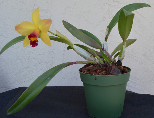 cattleya hybrid orchid lucky chance will bloom in 3 & 4 inch pots and reach a height of 6 to 12 inches 