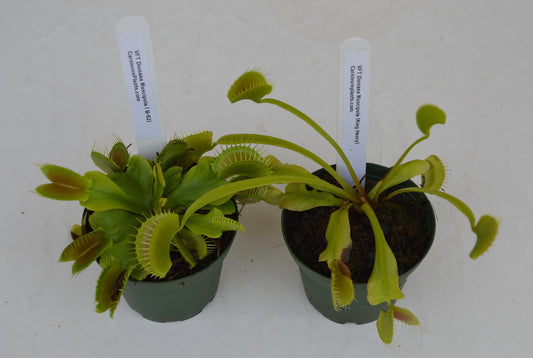 venus fly trap combo pack your choice any 2