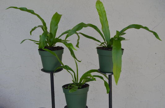 japanese birds nest ferns are easier to grow than most ferns and make great house plants
