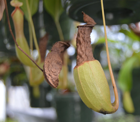 Nepenthes pitchers turning brown