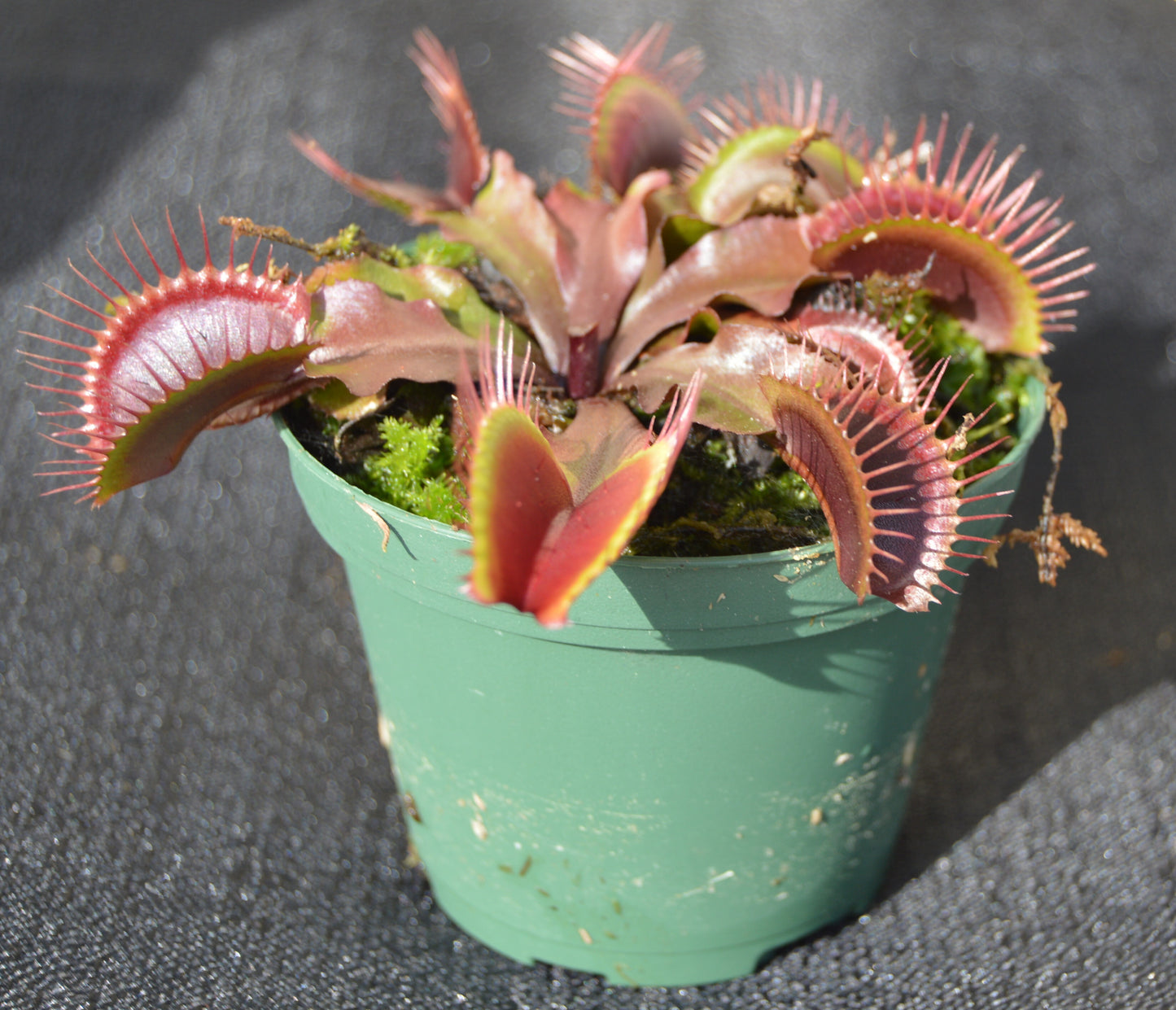 Venus Fly Trap "AKAI RYU" / Red Dragon