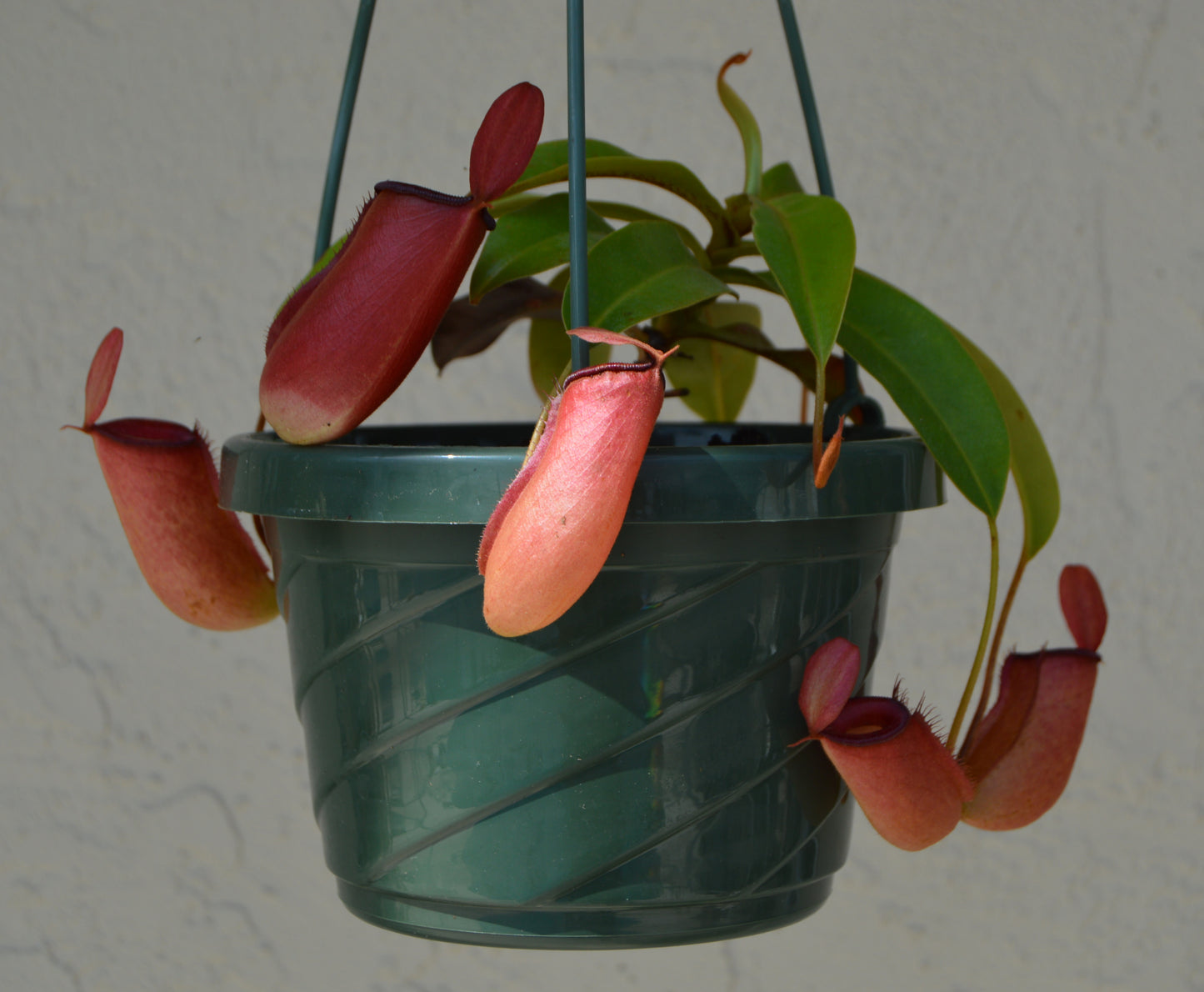 nepenthes lady luck with mature red pitchers