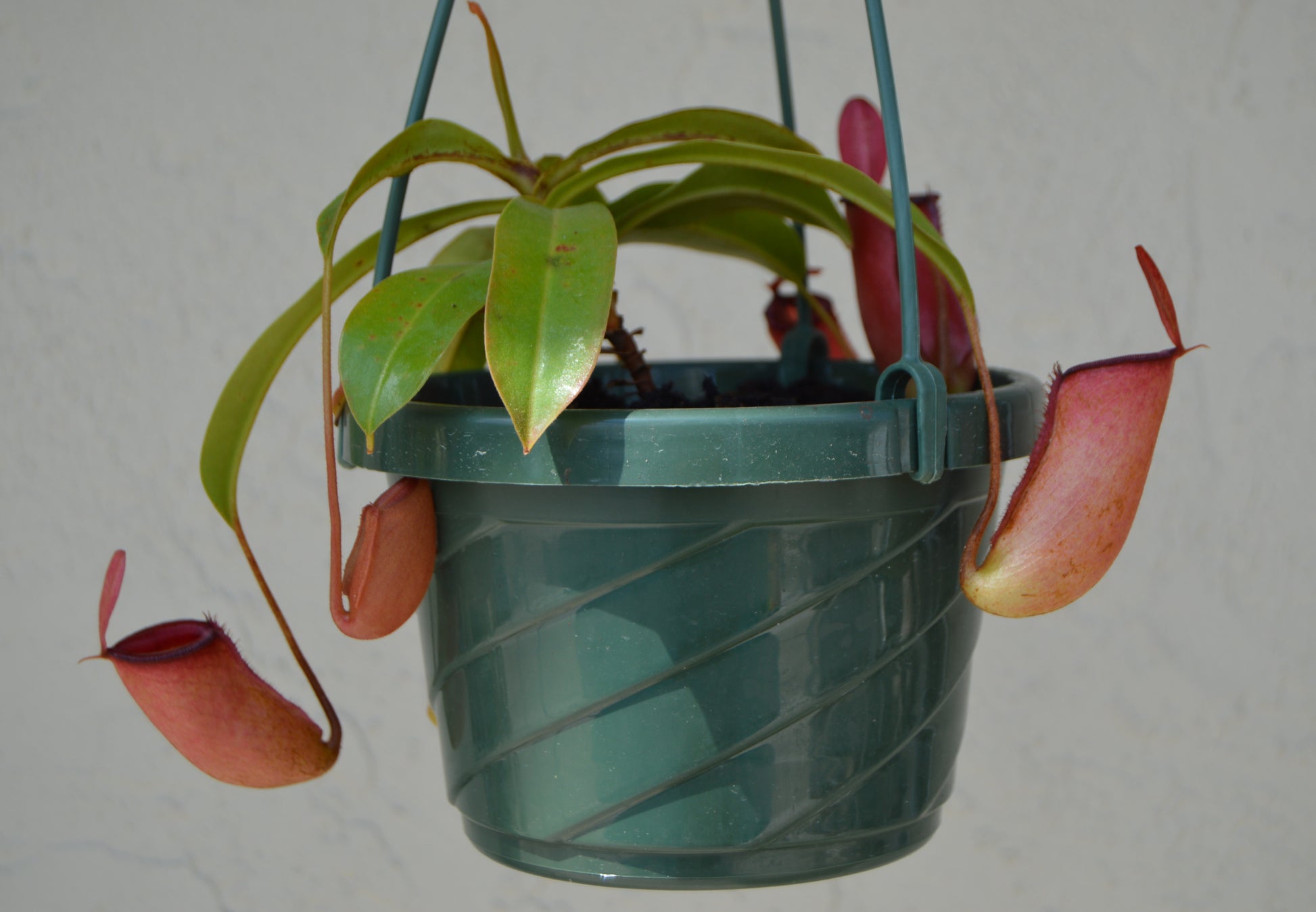 nepenthes lady luck with mature red pitchers