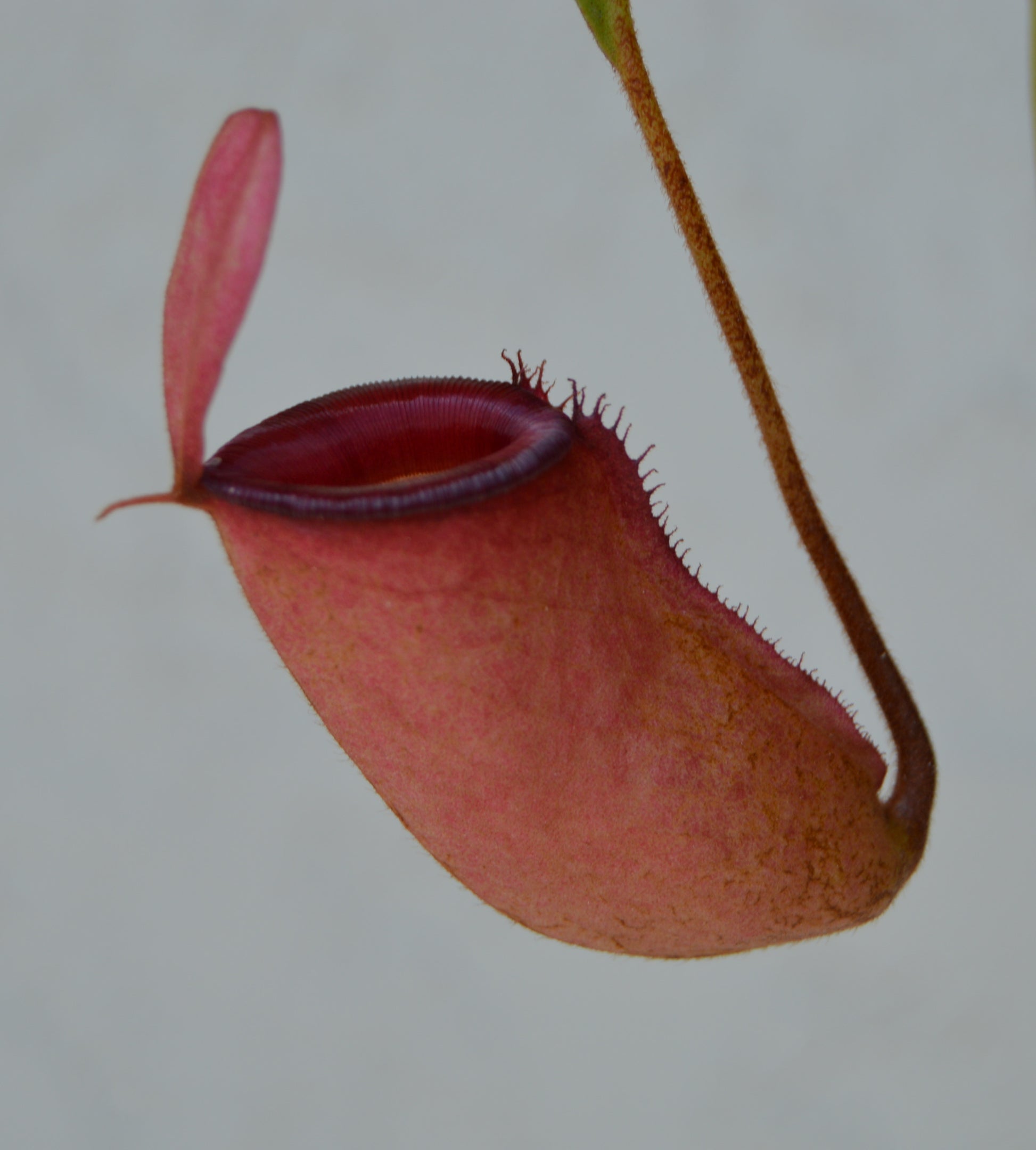 nepenthes lady luck with mature red pitchers