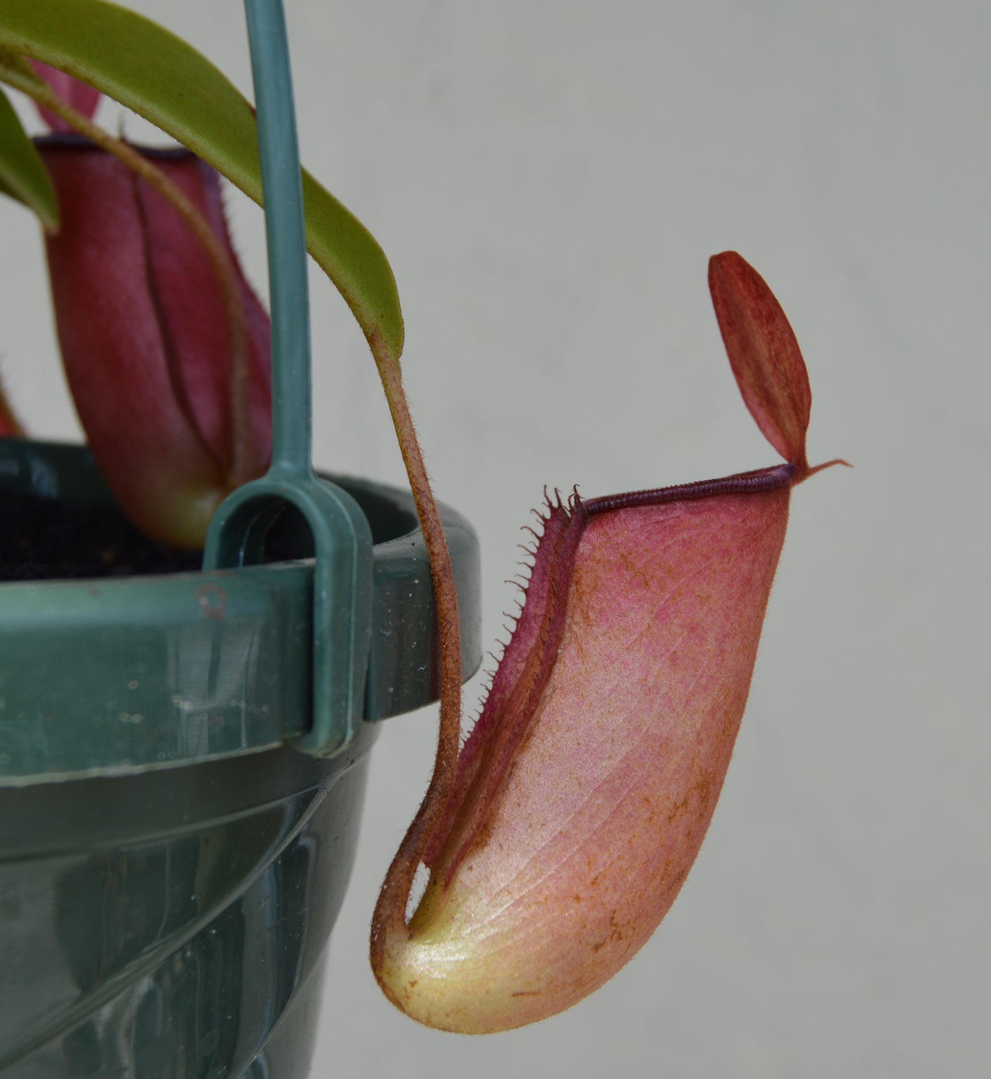 nepenthes lady luck with mature red pitchers