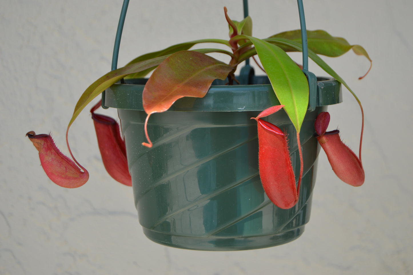 nepenthes lady luck with mature red pitchers