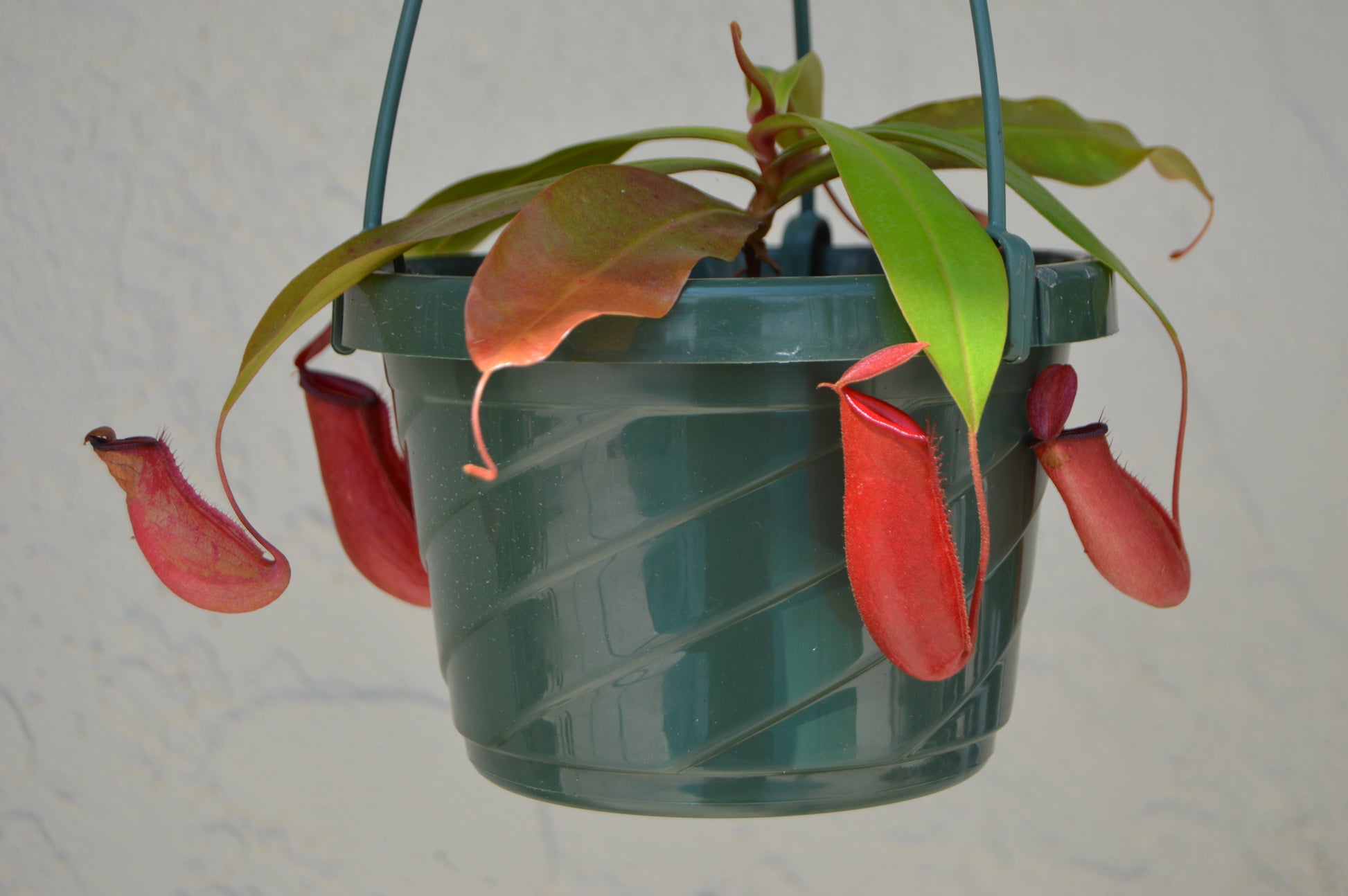 nepenthes lady luck with mature red pitchers