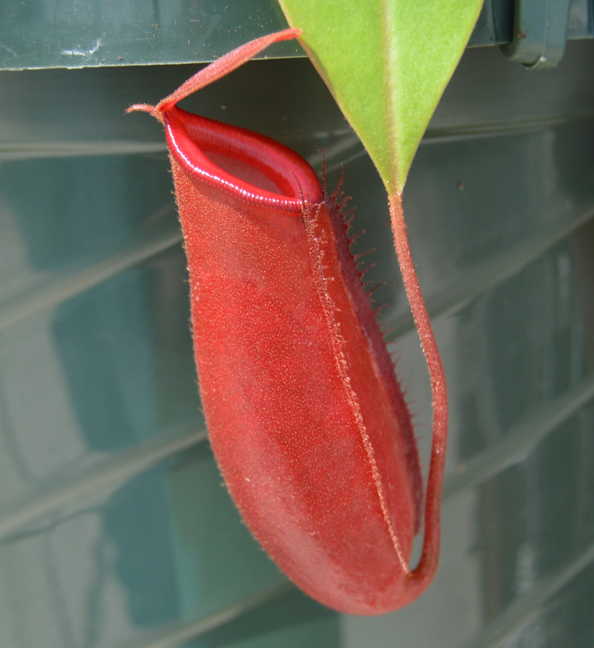 nepenthes lady luck with mature red pitchers