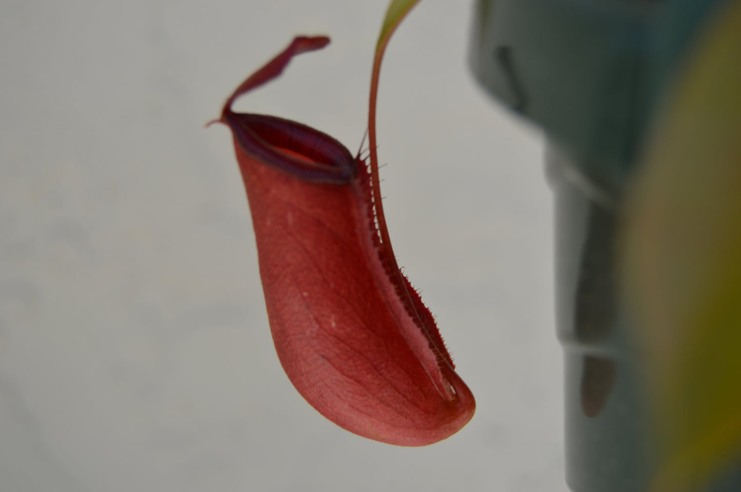 nepenthes lady luck with mature red pitchers