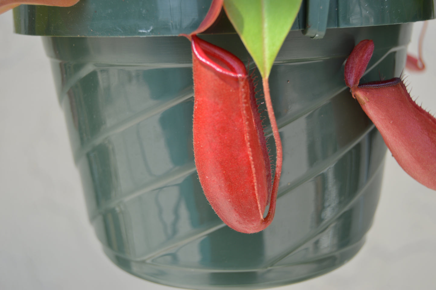 nepenthes lady luck with mature red pitchers