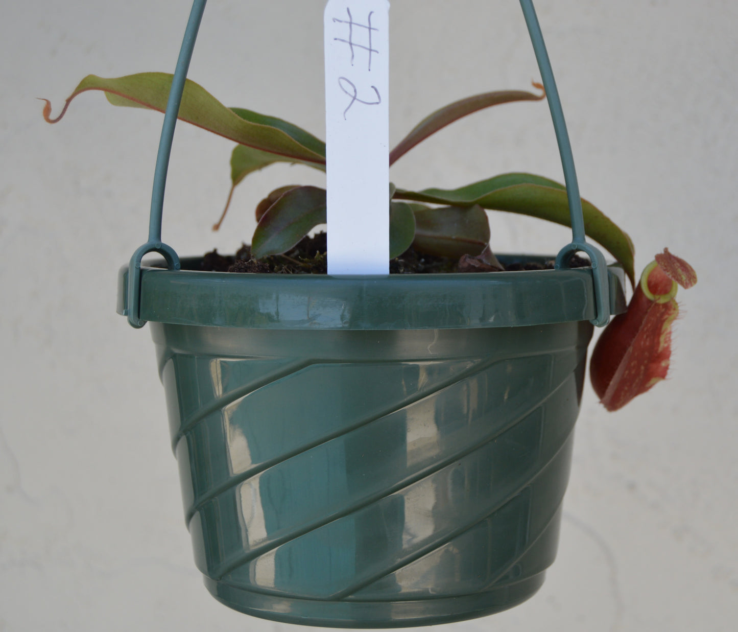 Nepenthes Thailand Mix Pitcher Plants