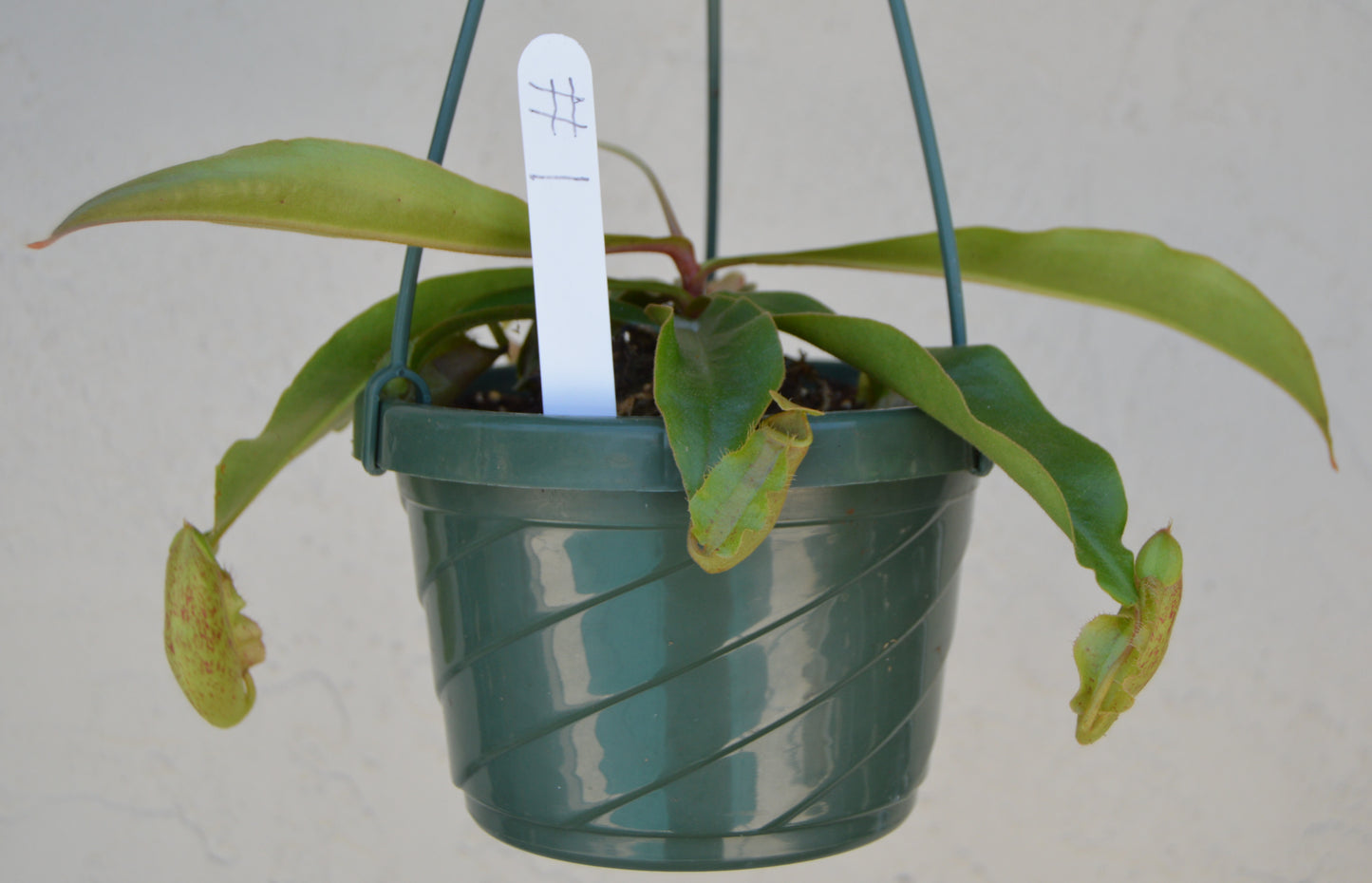 Nepenthes Thailand Mix Pitcher Plants