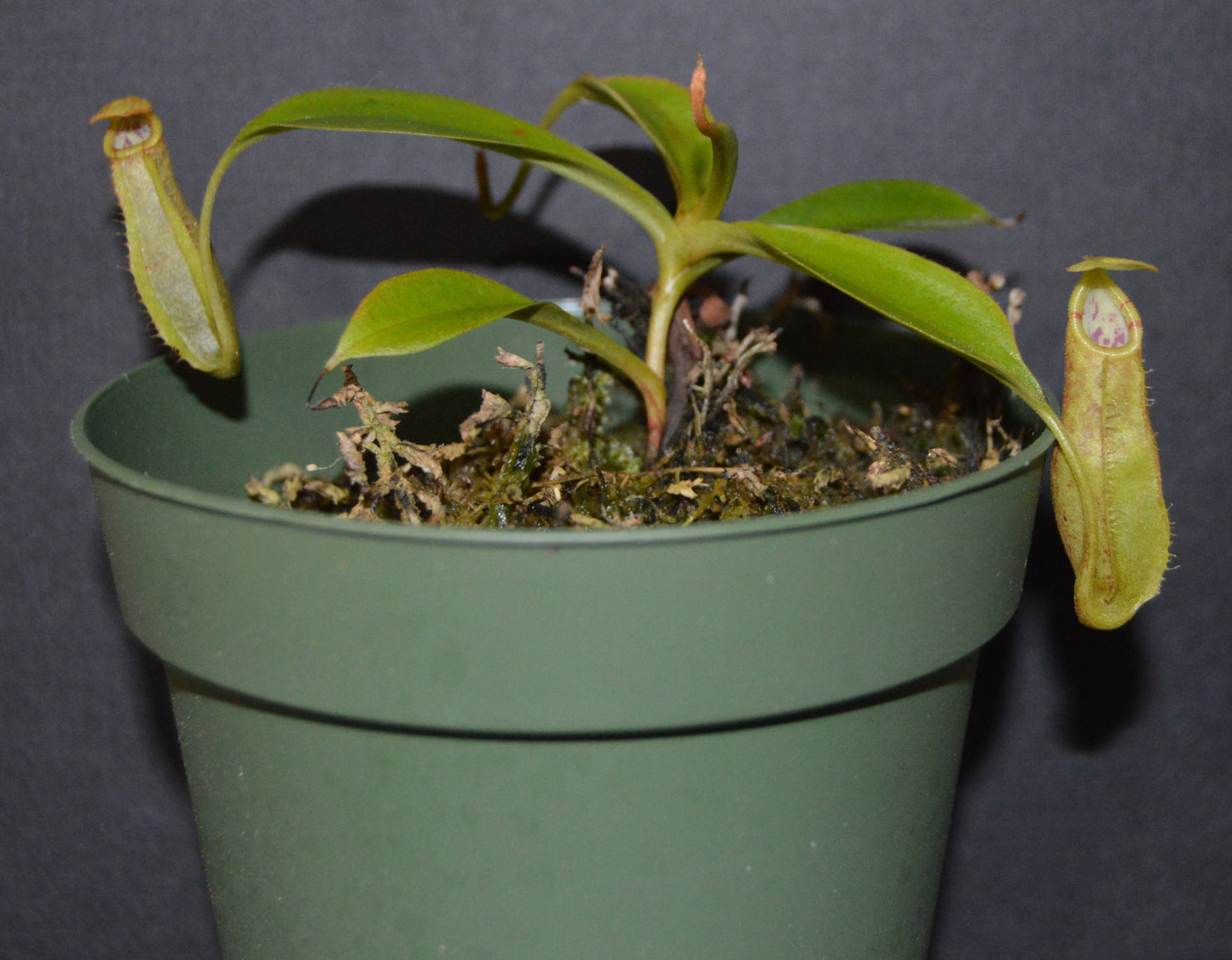 Nepenthes Spathulata x Spectabilis Pitcher Plant BE-3314