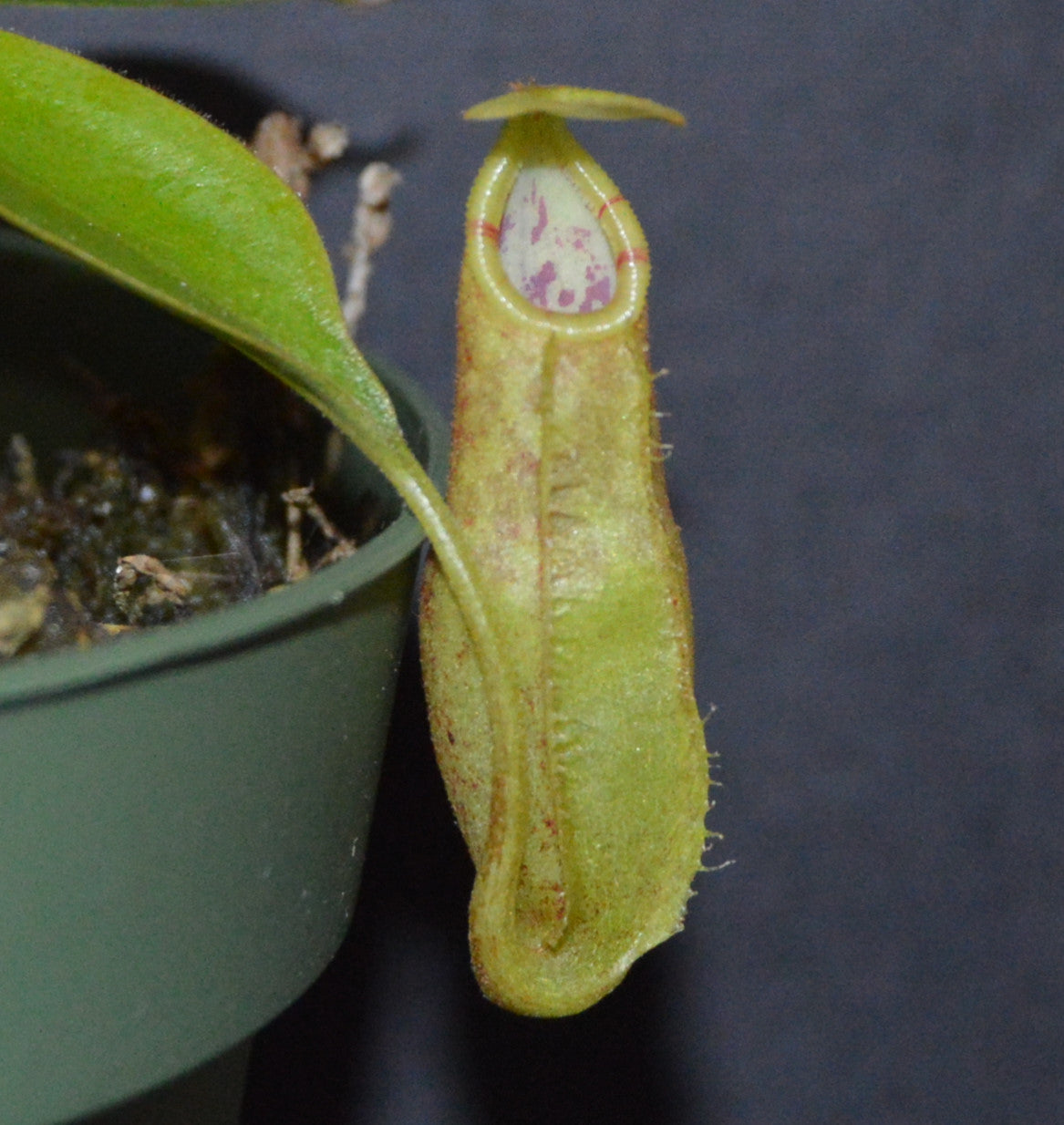 Nepenthes Spathulata x Spectabilis Pitcher Plant BE-3314