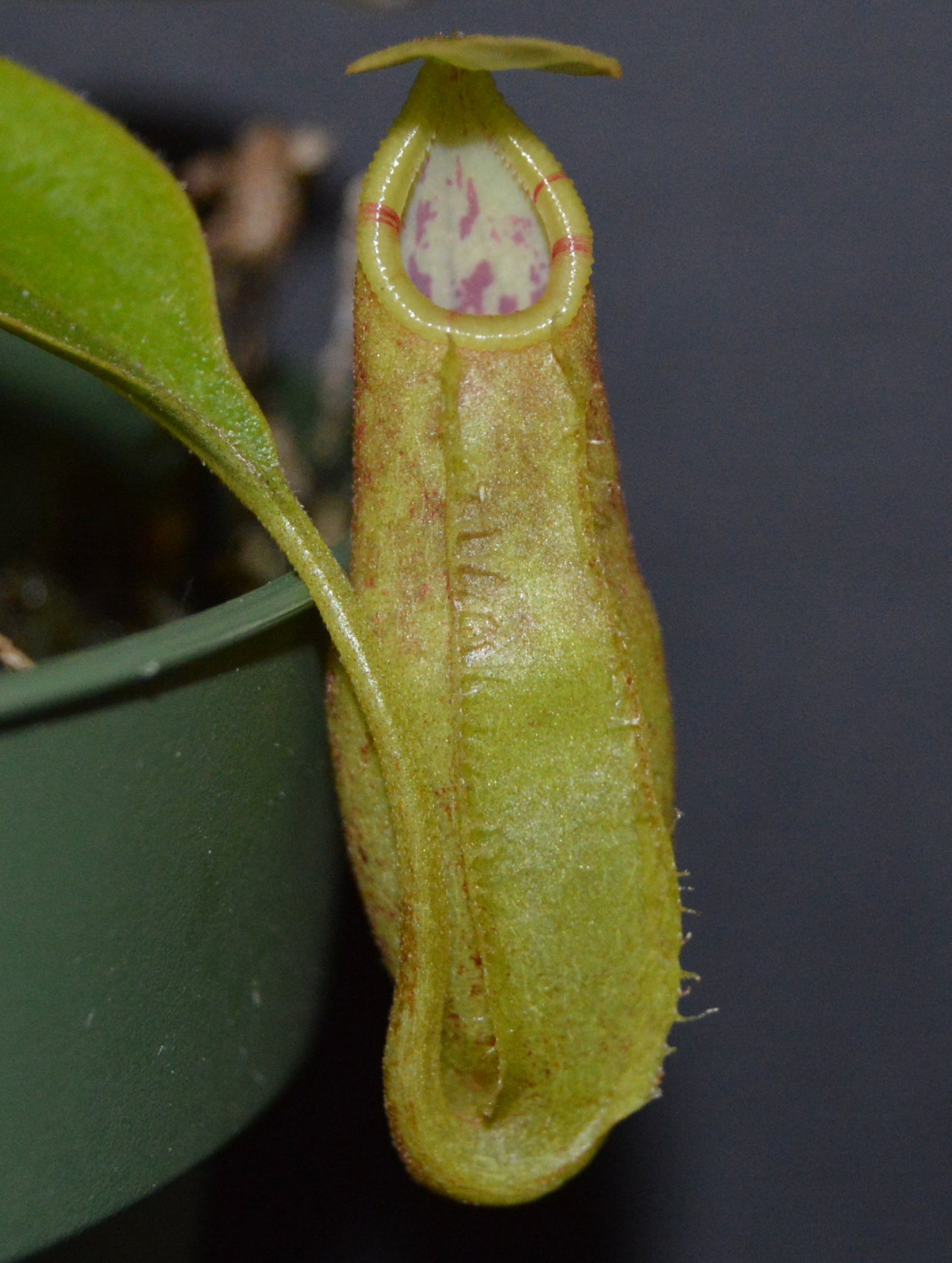 Nepenthes Spathulata x Spectabilis Pitcher Plant BE-3314