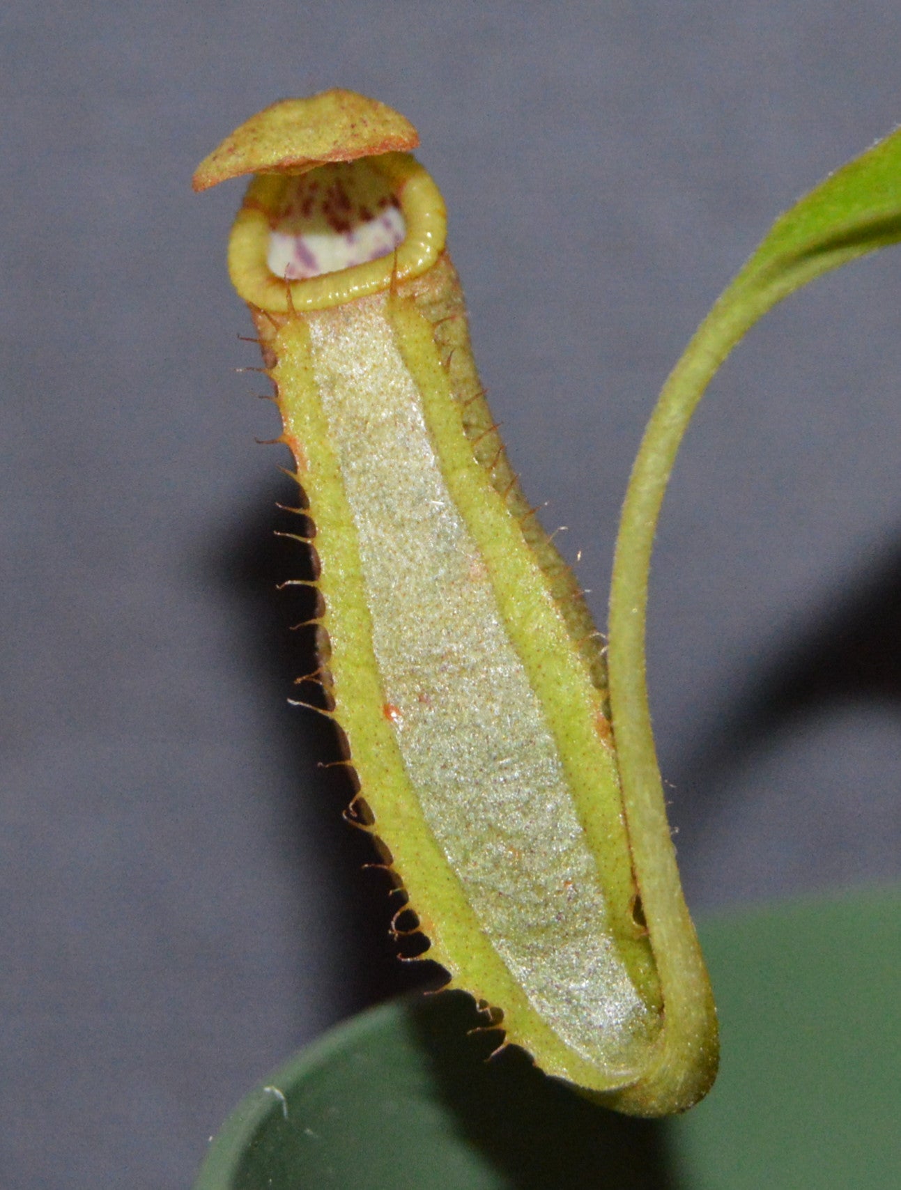 Nepenthes Spathulata x Spectabilis Pitcher Plant BE-3314