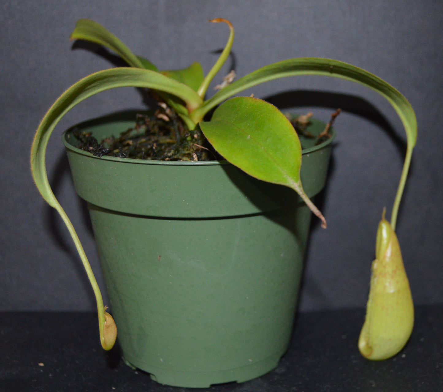 Nepenthes Spathulata x Spectabilis Pitcher Plant BE-3314