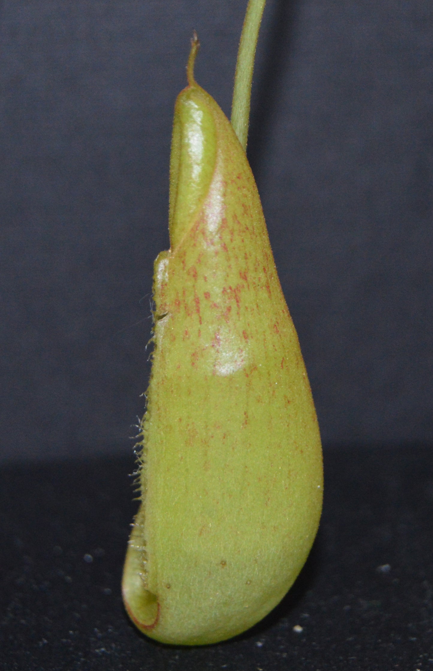 Nepenthes Spathulata x Spectabilis Pitcher Plant BE-3314