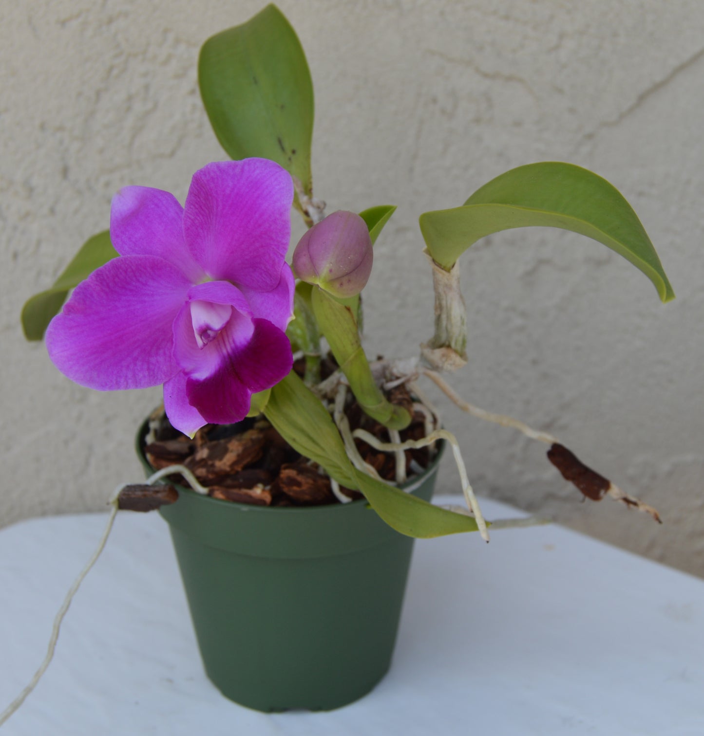 Cattlea Orchid C-Purple Splendor x C Sydney-J SVO Outrageous