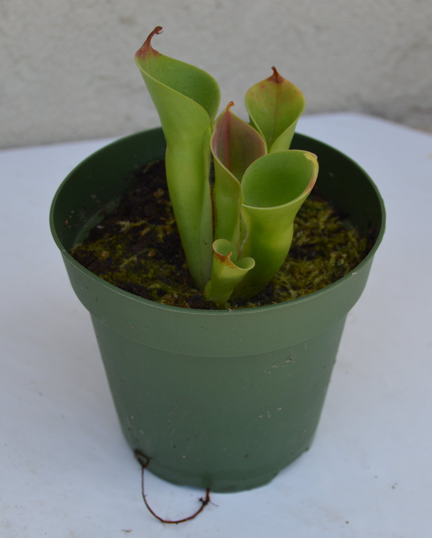 Heliamphora Minor Auyan Tepui Venezuela