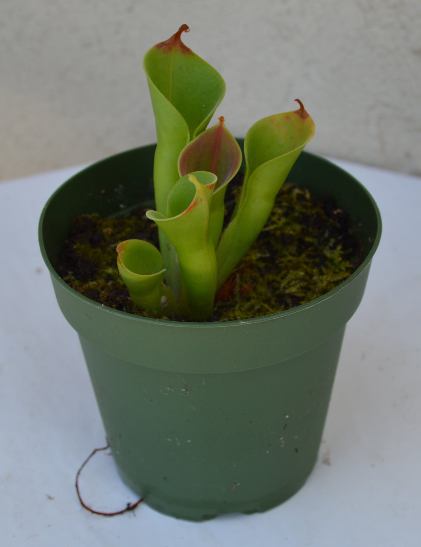 Heliamphora Minor Auyan Tepui Venezuela