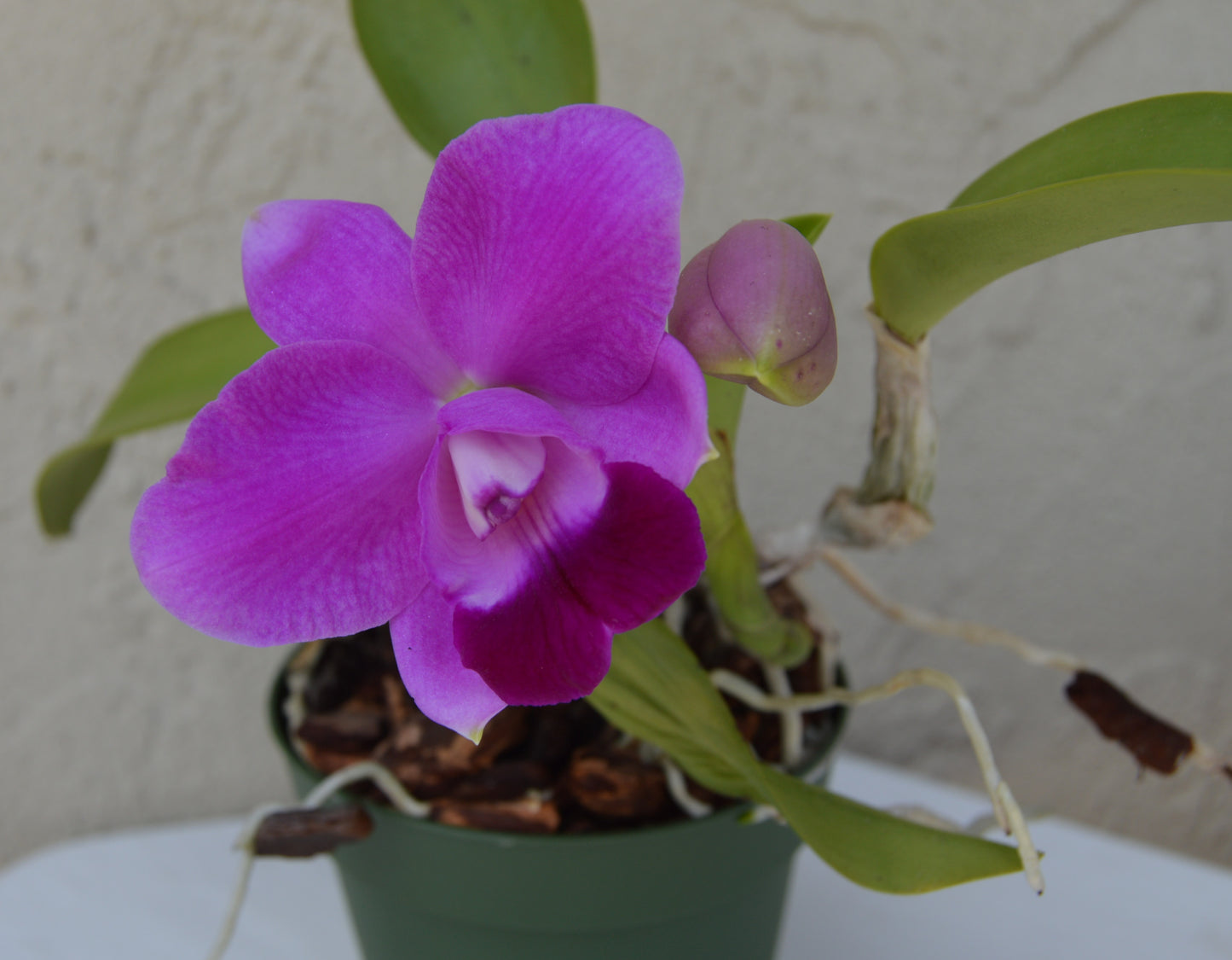 Cattlea Orchid C-Purple Splendor x C Sydney-J SVO Outrageous