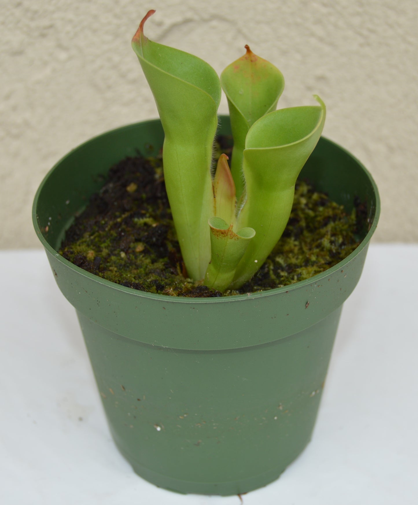 Heliamphora Minor Auyan Tepui Venezuela