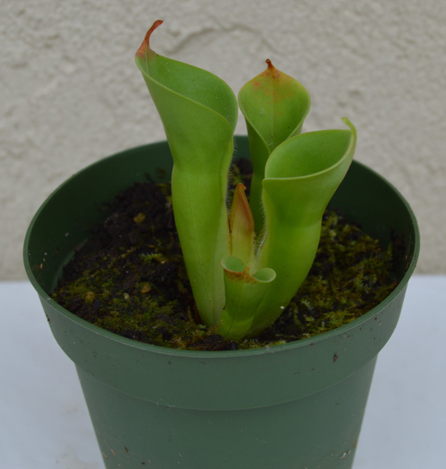 Heliamphora Minor Auyan Tepui Venezuela