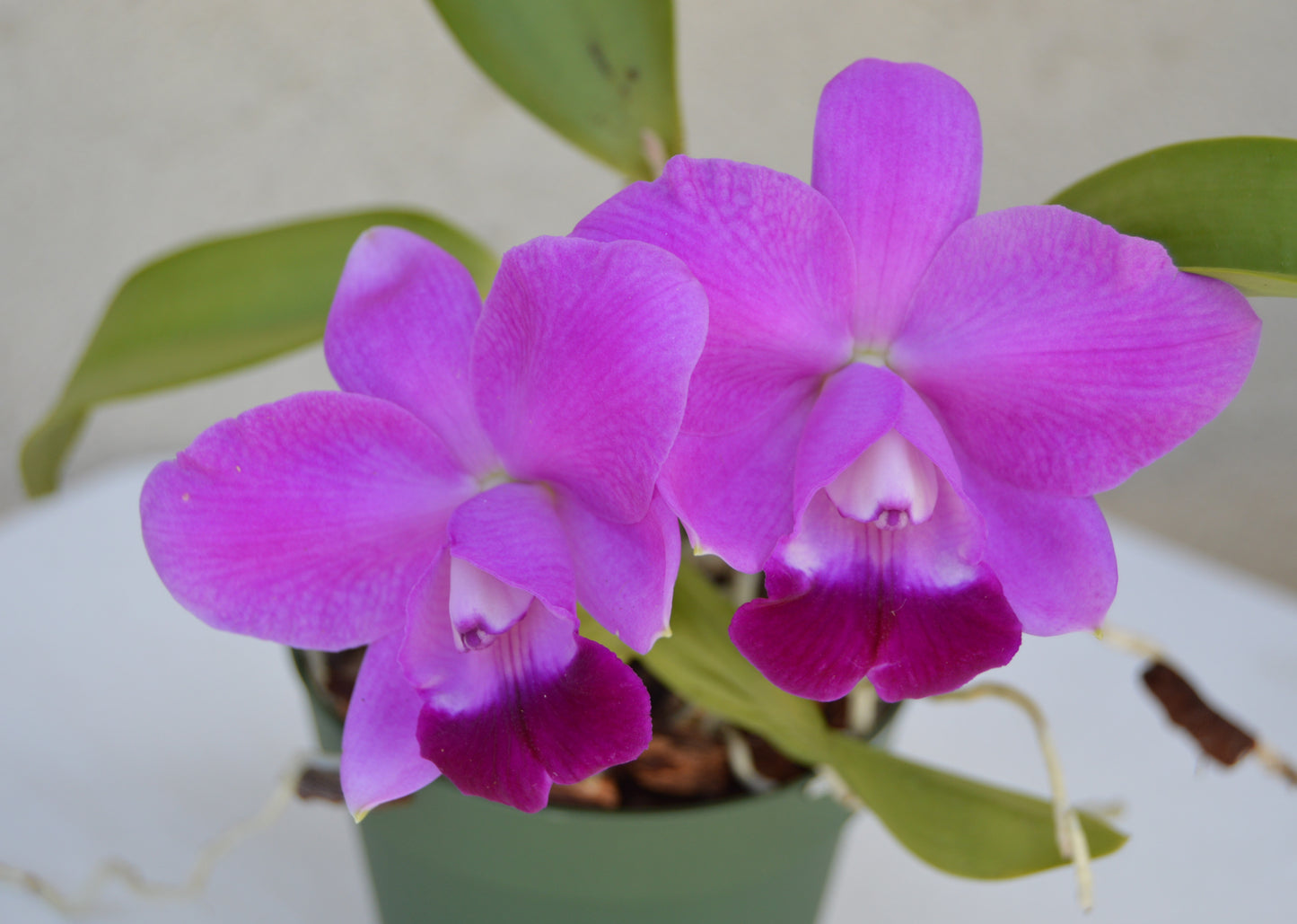 Cattlea Orchid C-Purple Splendor x C Sydney-J SVO Outrageous