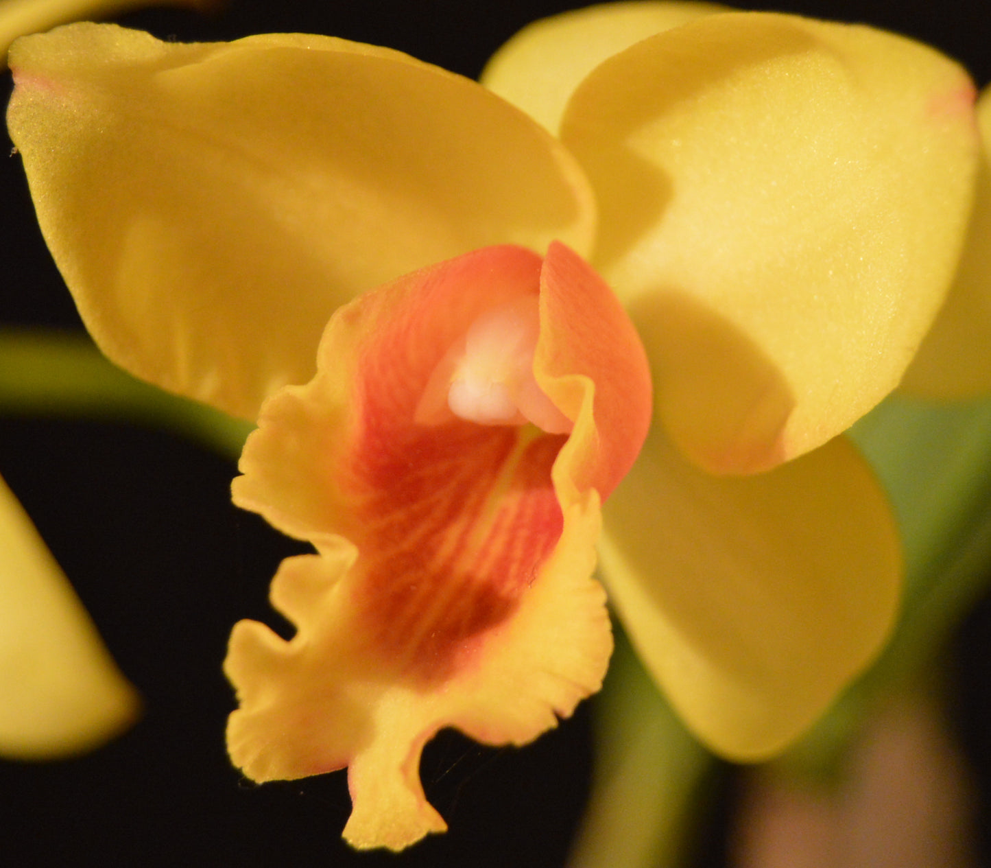 cattlea hybrid orchid with yellow flower and red center