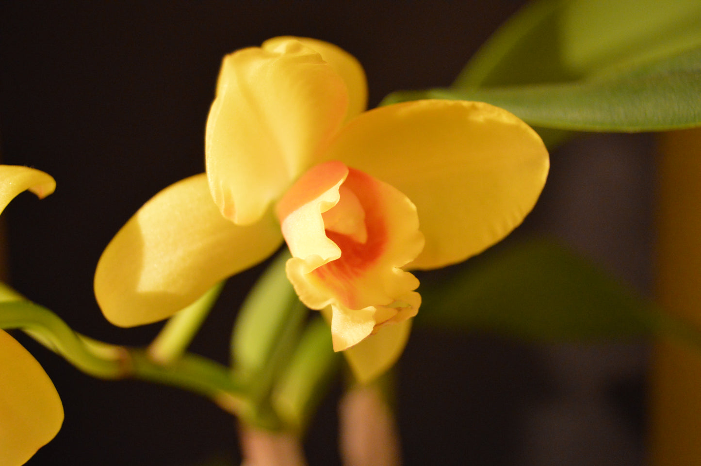 cattlea hybrid orchid with yellow flower and red center