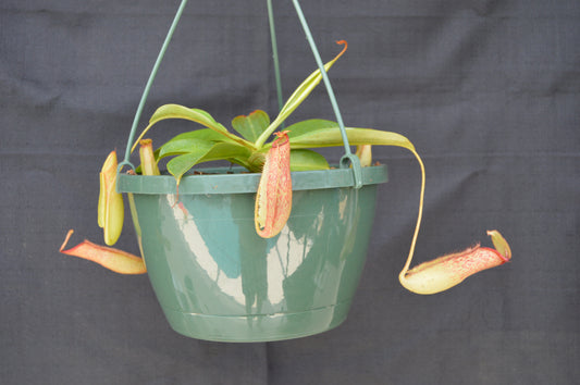 pitchers will reach anywhere from 6-12 inches long and are green with reddish specks all over. The wings are ruffled leading up to a wide yet narrow opening at the peristome. Upper pitchers will turn a very colorful green with red striping or red with green striping. plants are in 8 in hanging baskets