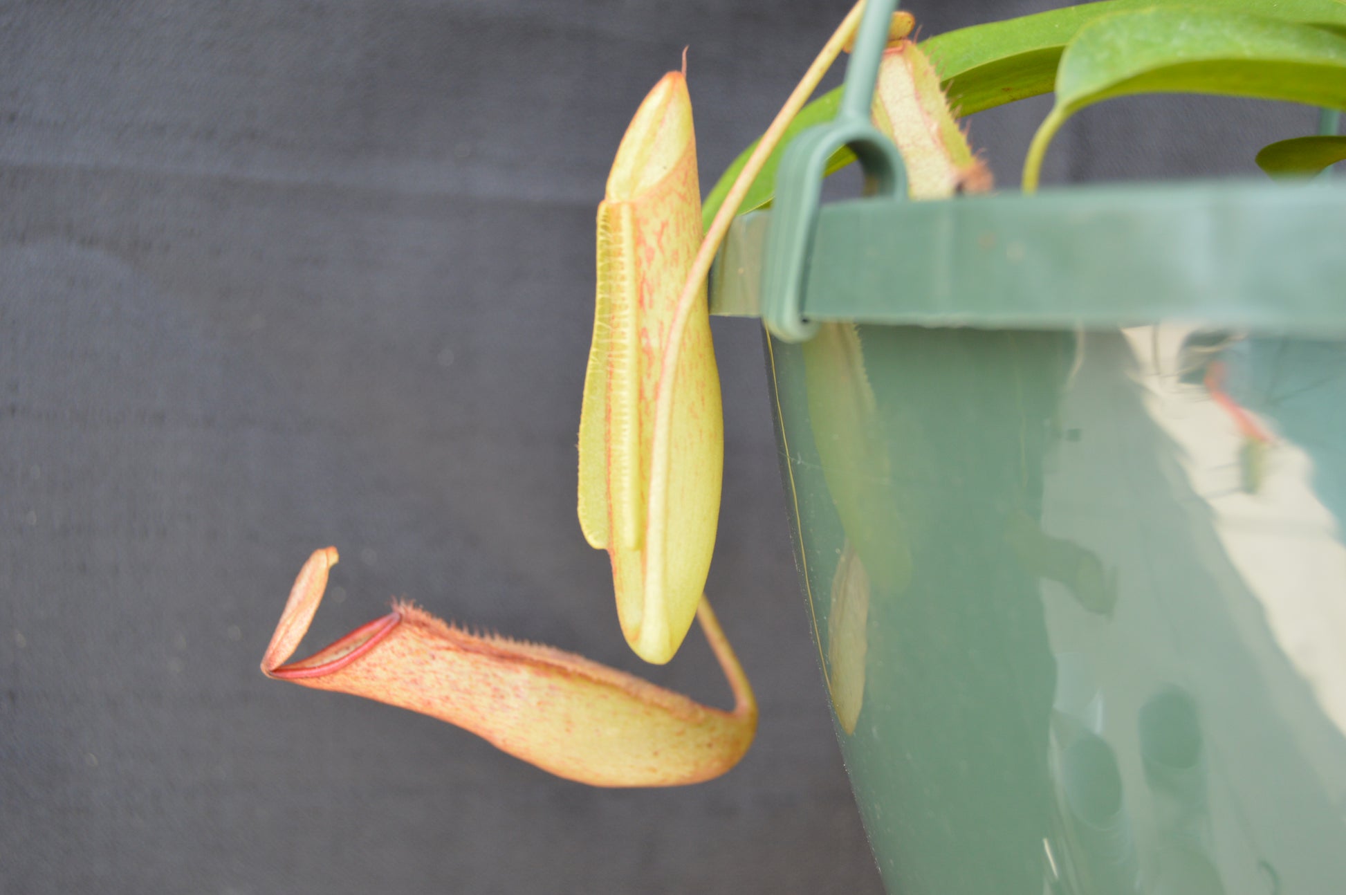 pitchers will reach anywhere from 6-12 inches long and are green with reddish specks all over. The wings are ruffled leading up to a wide yet narrow opening at the peristome. Upper pitchers will turn a very colorful green with red striping or red with green striping. plants are in 8 in hanging baskets