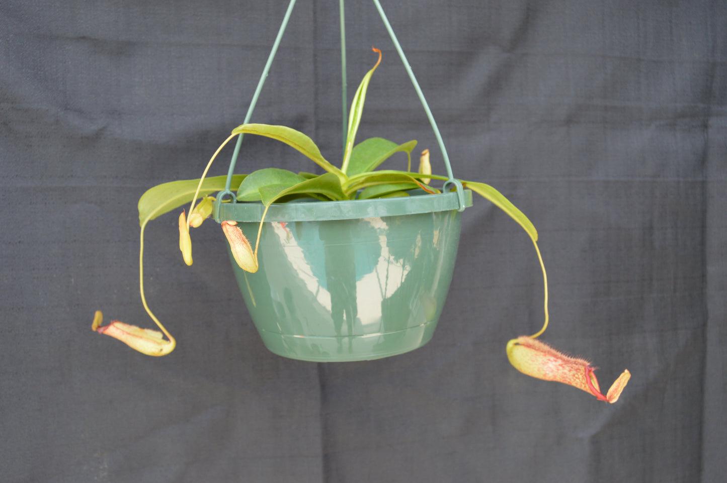 pitchers will reach anywhere from 6-12 inches long and are green with reddish specks all over. The wings are ruffled leading up to a wide yet narrow opening at the peristome. Upper pitchers will turn a very colorful green with red striping or red with green striping. plants are in 8 in hanging baskets