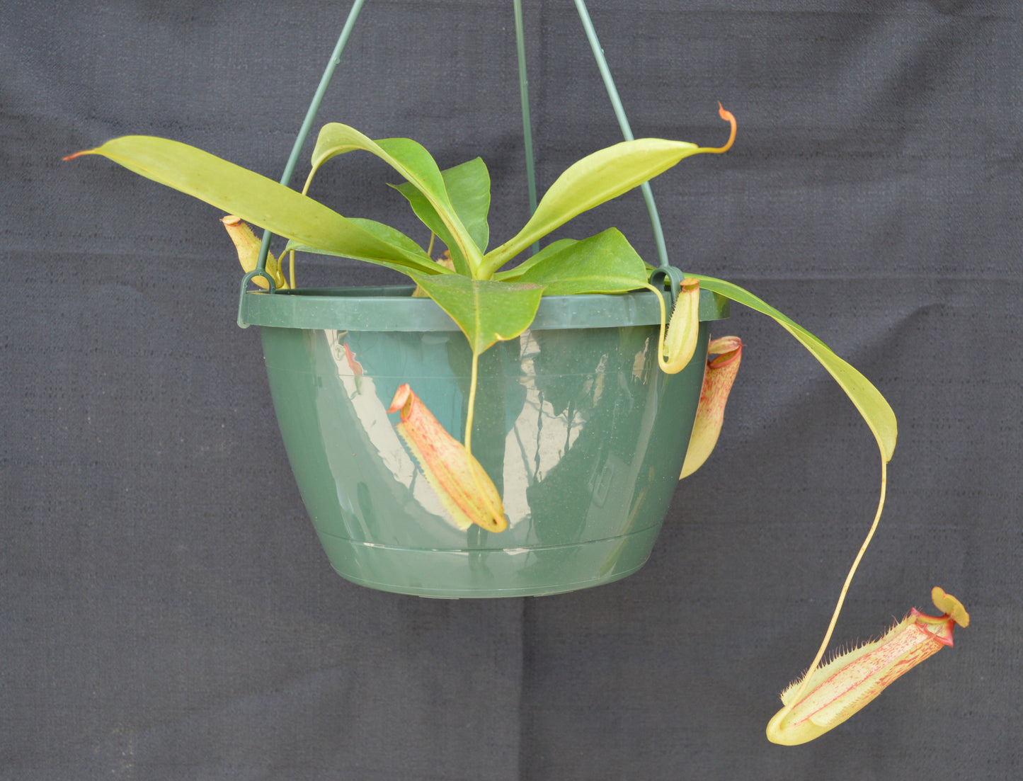 pitchers will reach anywhere from 6-12 inches long and are green with reddish specks all over. The wings are ruffled leading up to a wide yet narrow opening at the peristome. Upper pitchers will turn a very colorful green with red striping or red with green striping. plants are in 8 in hanging baskets