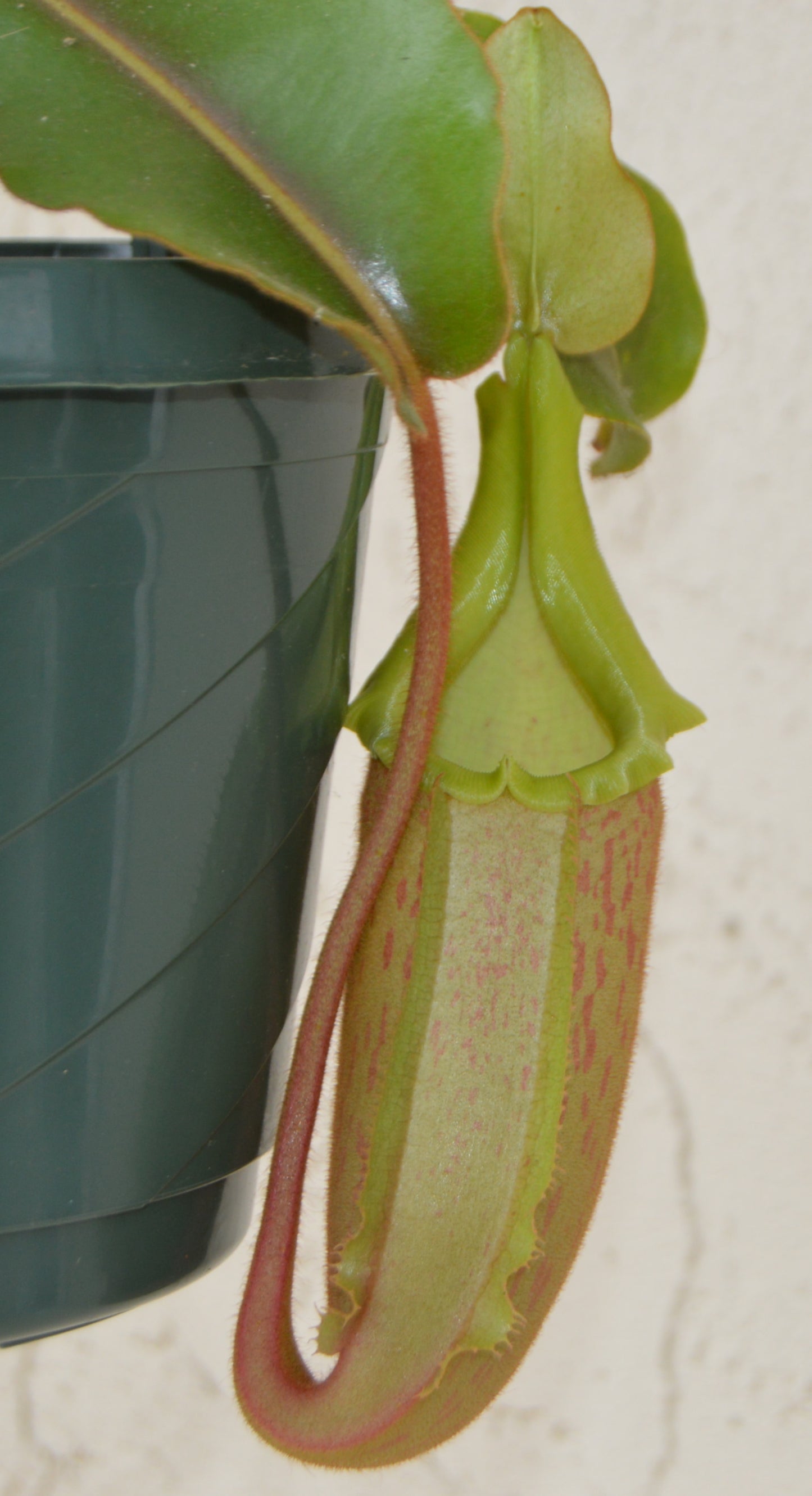 large mature pitchers striped peristome