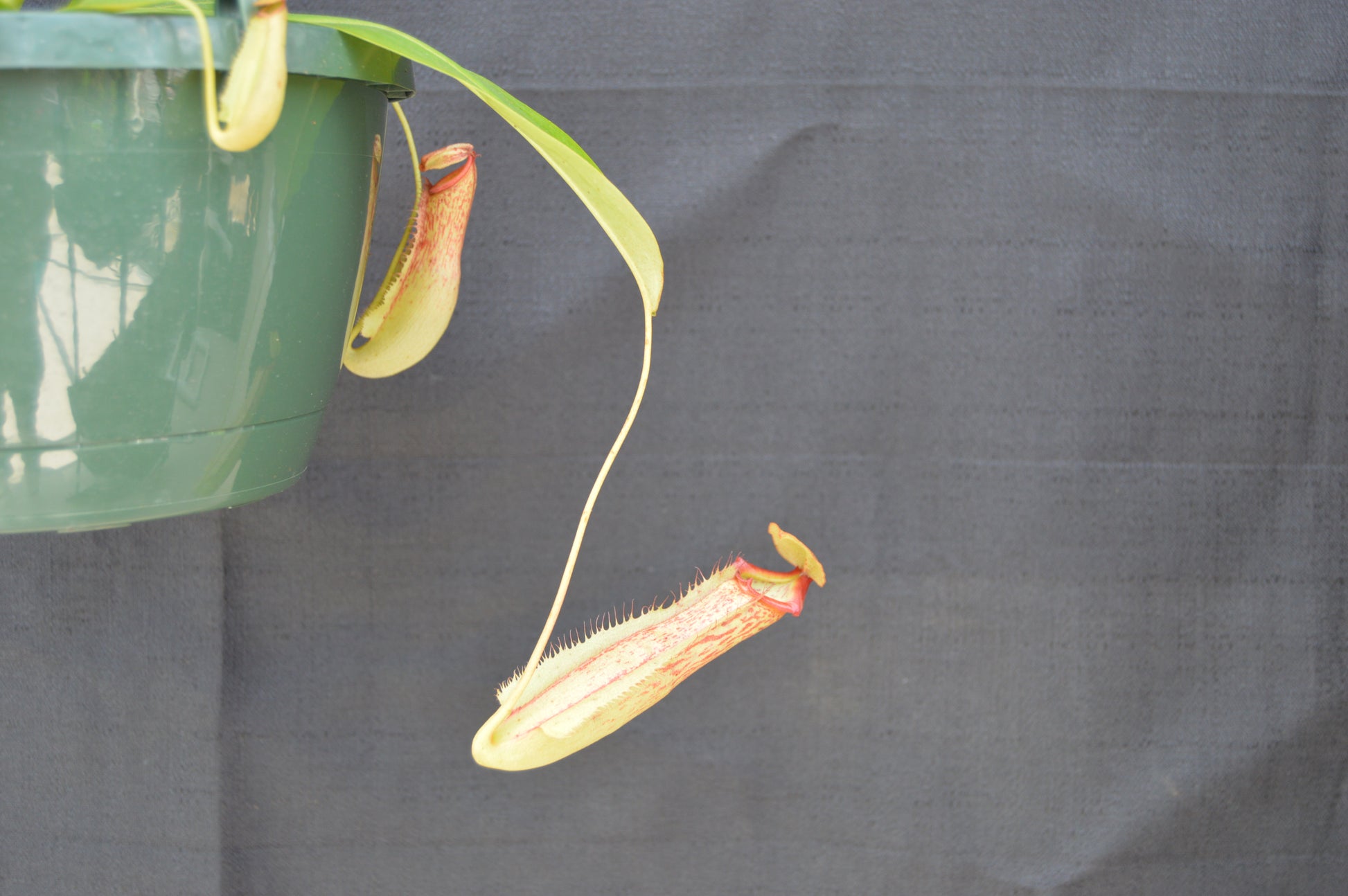 pitchers will reach anywhere from 6-12 inches long and are green with reddish specks all over. The wings are ruffled leading up to a wide yet narrow opening at the peristome. Upper pitchers will turn a very colorful green with red striping or red with green striping. plants are in 8 in hanging baskets