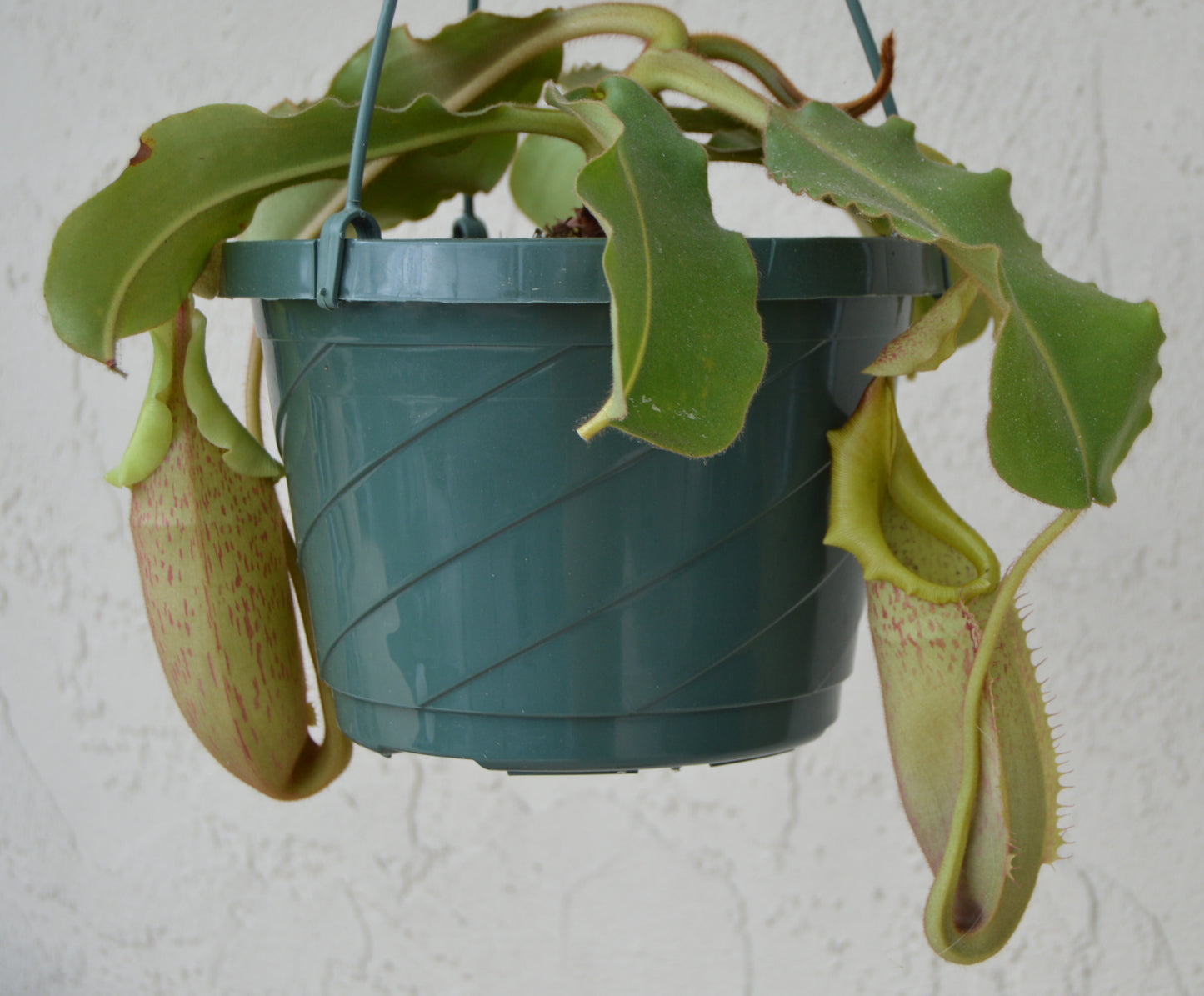 large mature pitchers striped peristome