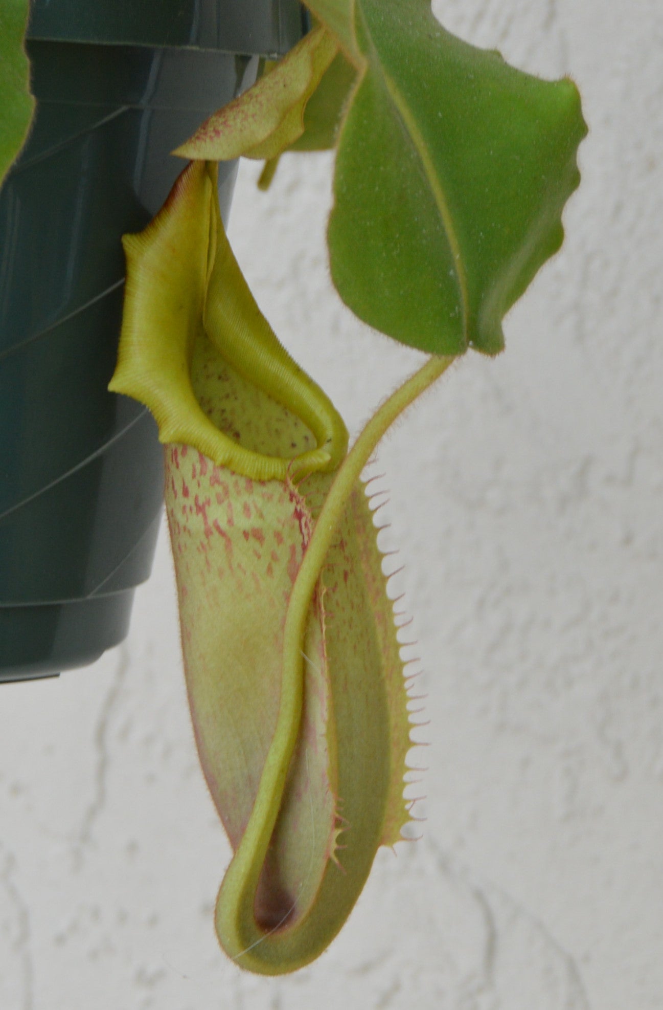 large mature pitchers striped peristome