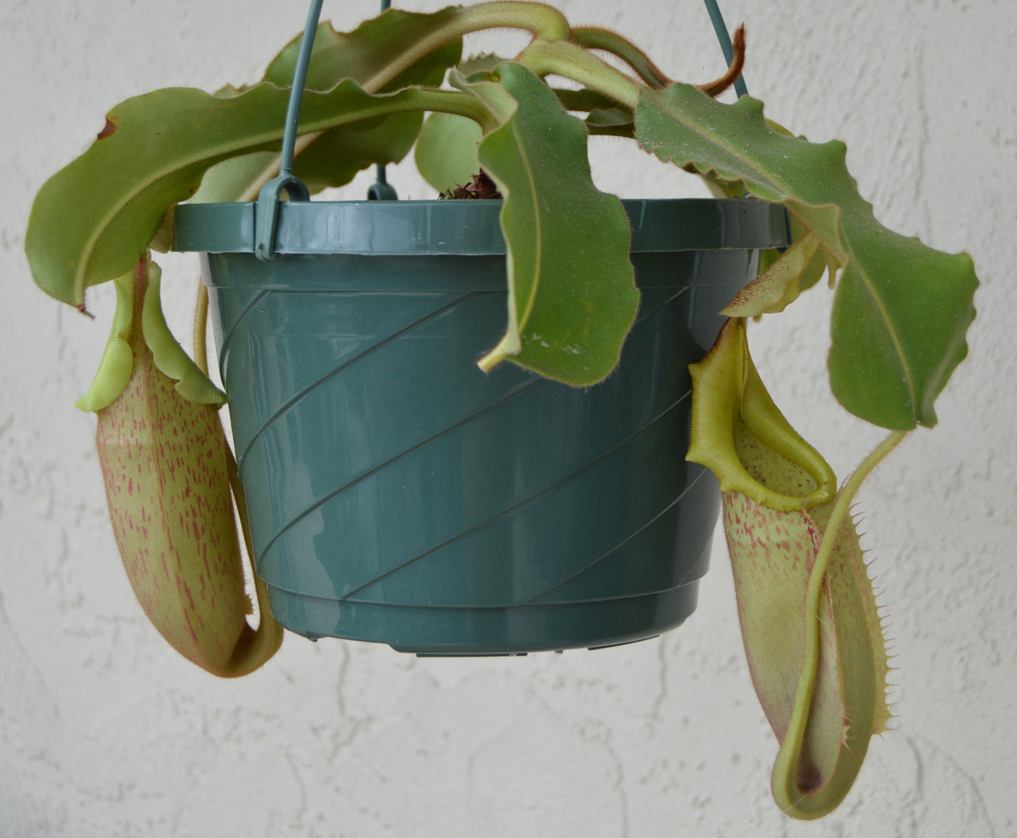 Nepenthes Veitchii x Maxima Pitcher Plant BE-4061