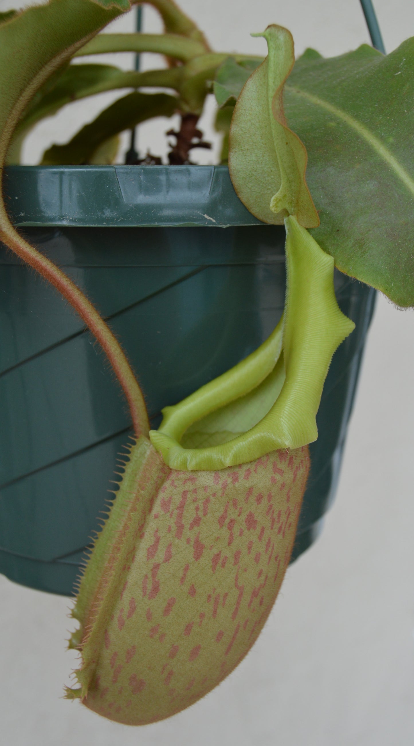 large mature pitchers striped peristome