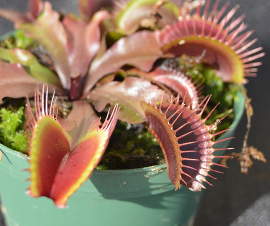 Venus Fly Trap "AKAI RYU" / Red Dragon