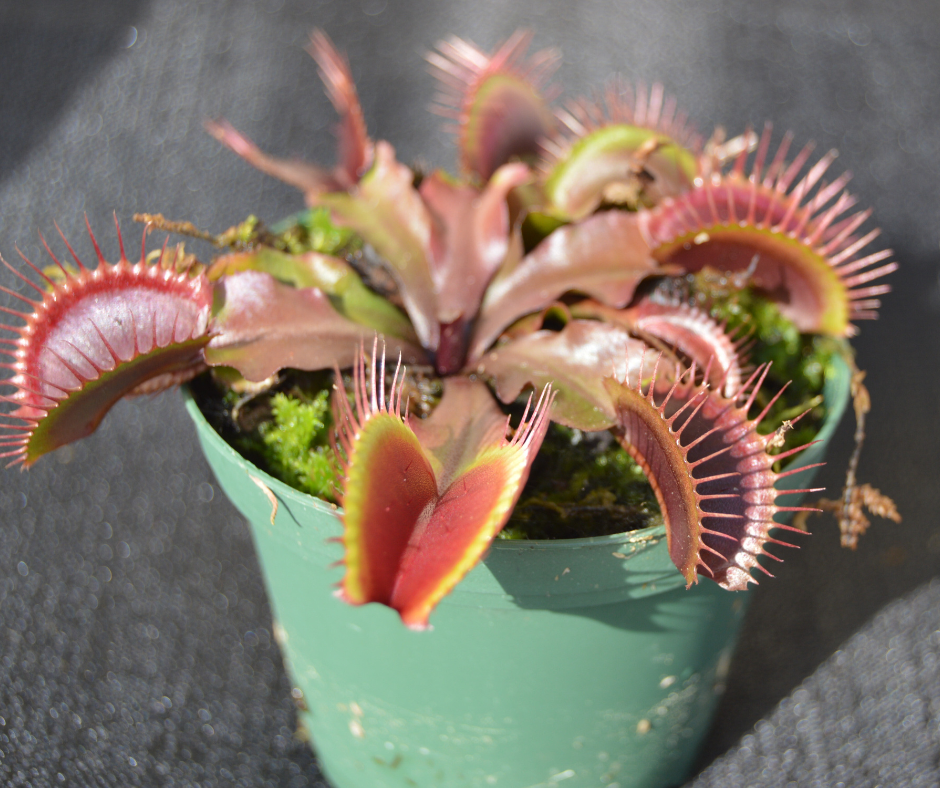 Venus Fly Trap "AKAI RYU" / Red Dragon