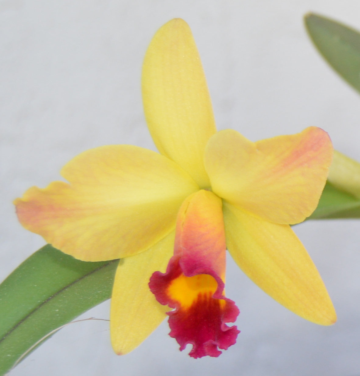 cattleya hybrid orchid lucky chance will bloom in 3 & 4 inch pots and reach a height of 6 to 12 inches