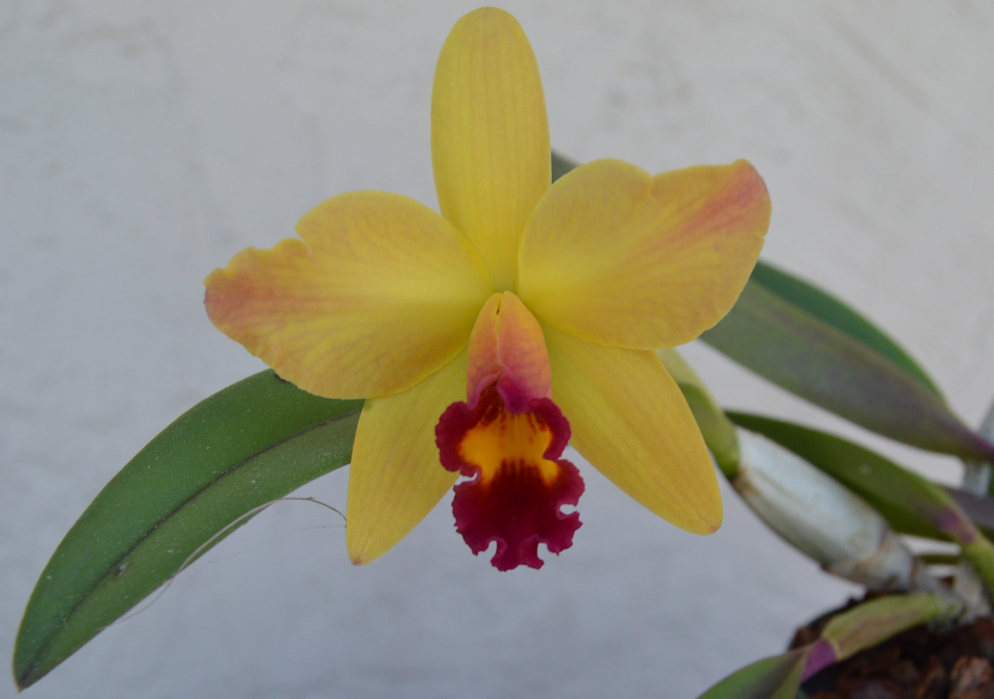 cattleya hybrid orchid lucky chance will bloom in 3 & 4 inch pots and reach a height of 6 to 12 inches