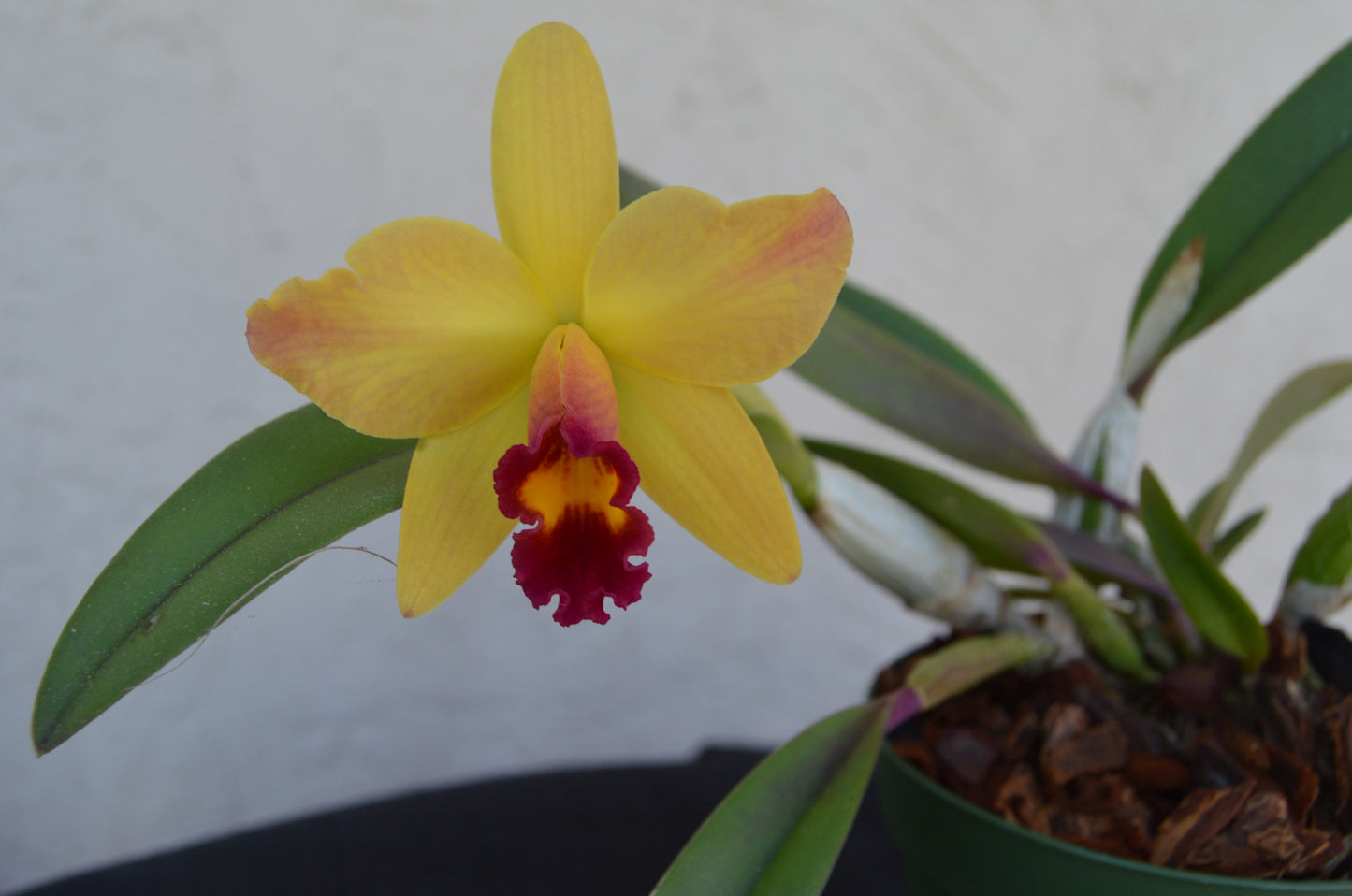 cattleya hybrid orchid lucky chance will bloom in 3 & 4 inch pots and reach a height of 6 to 12 inches