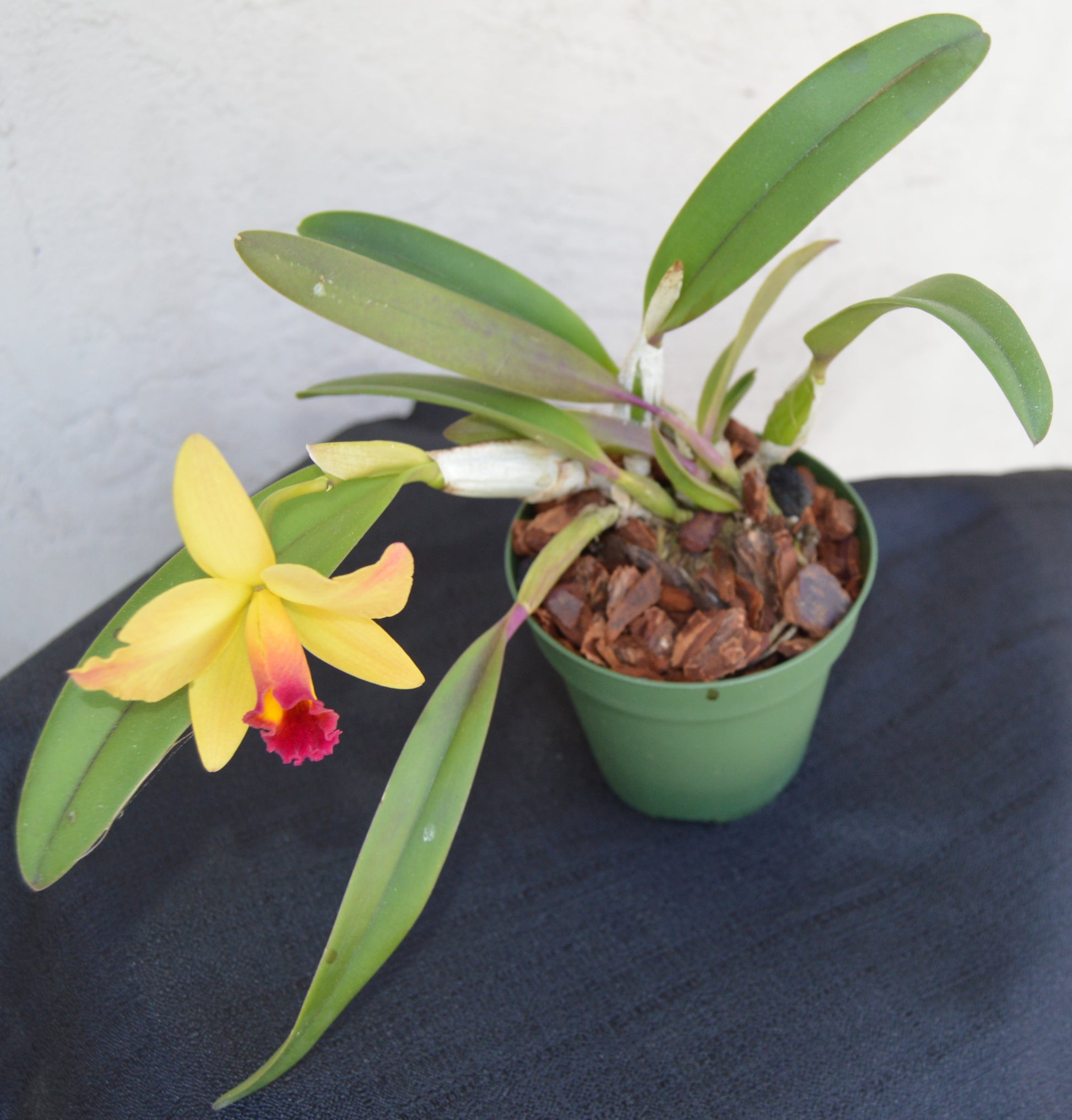 cattleya hybrid orchid lucky chance will bloom in 3 & 4 inch pots and reach a height of 6 to 12 inches