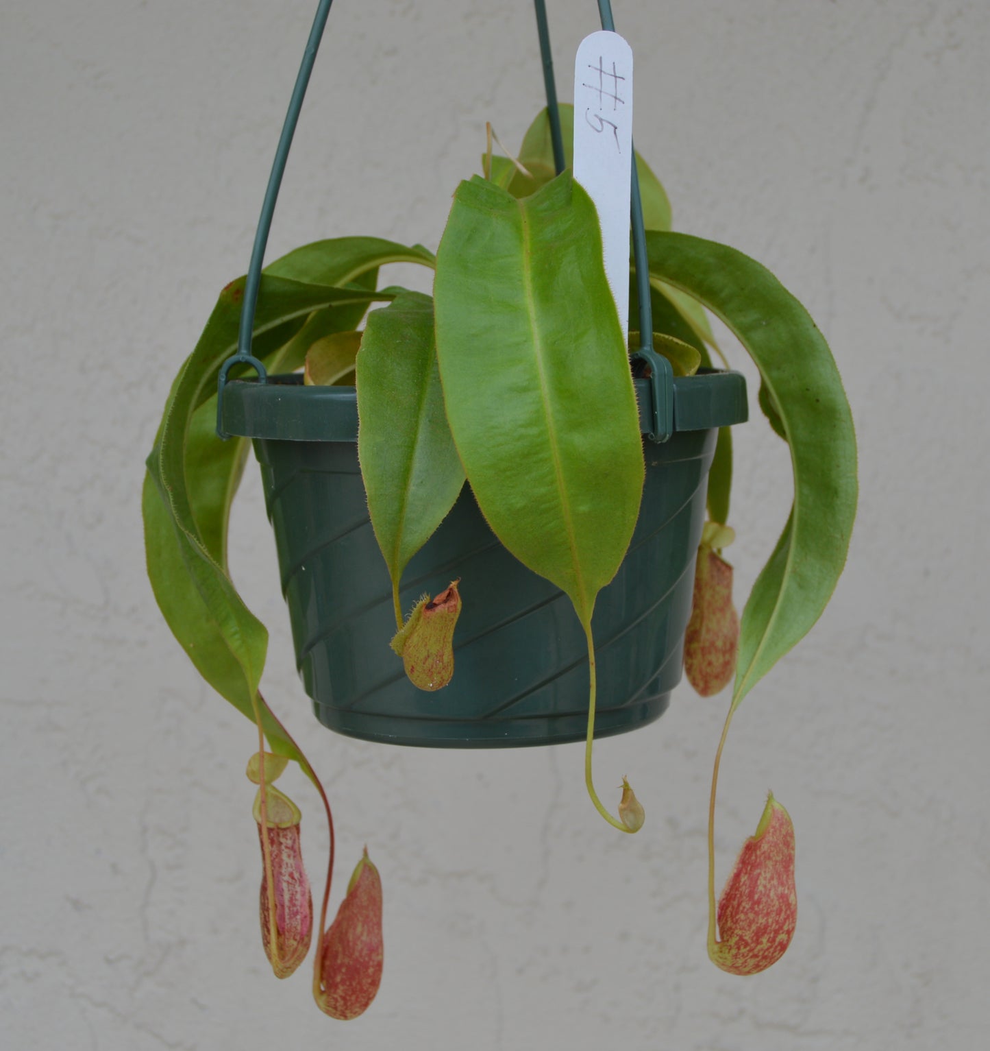 Nepenthes Thailand Mix Pitcher Plants