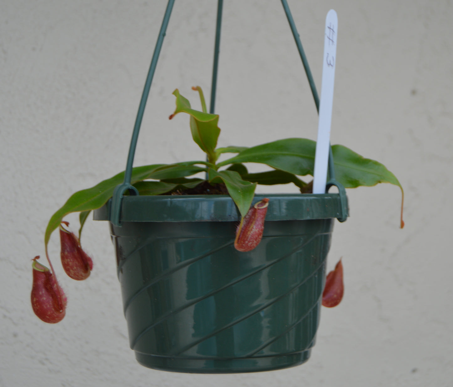 Nepenthes Thailand Mix Pitcher Plants